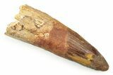 Bargain, Fossil Spinosaurus Tooth - Real Dinosaur Tooth #250955-1